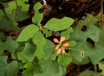 [Looking down on two different plants in the same image. The top plant has only the faintest tinge of red in the center of the top leaves. The plant on the bottom has well-marked light red sections in the section of the leaves closest to the center of the plant. The leaves are irregular in shape as if someone took bites out of the edges of an oval leaf.]